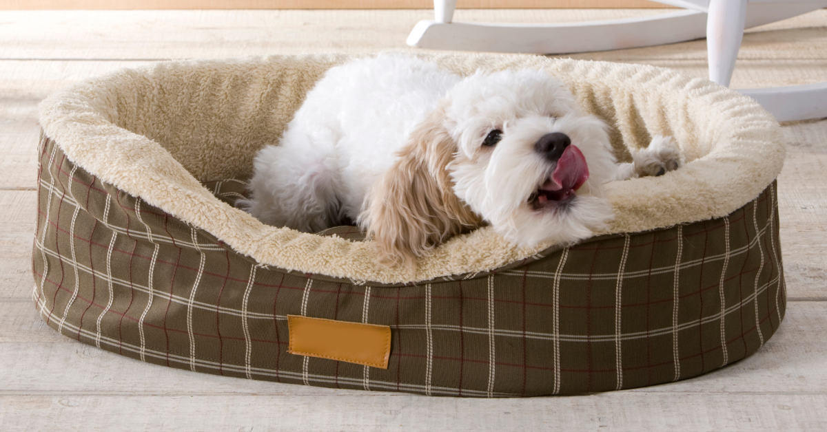 Beds That Make Them Feel at Home